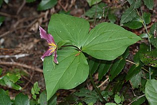 Trillium ovatum