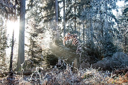 Winter morning in the Schwarzwald