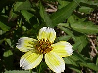 Bidens aurea