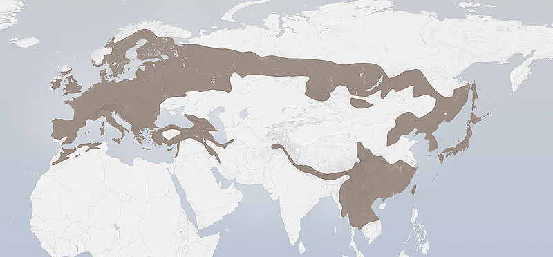 File:Garrulus glandarius distribution.jpg