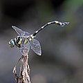 * Nomination Indian common clubtail (Ictinogomphus rapax) male --Charlesjsharp 10:53, 8 January 2020 (UTC) * Decline Focus are not in eyes, sorry --Cvmontuy 16:35, 13 January 2020 (UTC)