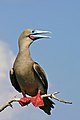 * Nomination Male Galápagos red-footed booby (Sula sula) --Charlesjsharp 16:07, 7 March 2020 (UTC) * Promotion Good quality. --Cayambe 20:29, 7 March 2020 (UTC)