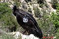 Juvenile; Grand Canyon, Arizona