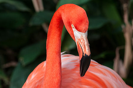 São Paulo Zoo