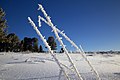 * Nomination Winter at Seminsky Pass, Altay Mountains, Russia --KpokeJlJla 18:36, 27 January 2021 (UTC) * Promotion Sharpness is okay, IMO. There's also a little bit of CA on some edges of the beautiful ice crystals. But nice shot! --Etaped 19:42, 27 January 2021 (UTC)