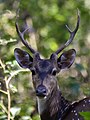 * Nomination Spotted deer or Chital stag (Axis axis), head and antlers, Nagarhole Nat'l Park --Tagooty 04:00, 15 December 2021 (UTC) * Decline  Oppose Sorry. Low resolution and unsharp. --XRay 06:00, 15 December 2021 (UTC)