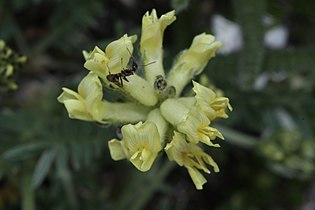 Oxytropis monticola, detail