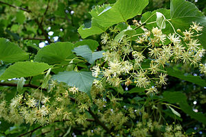 Tilia insularis