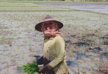 Woman cultivating rice in Indonesia