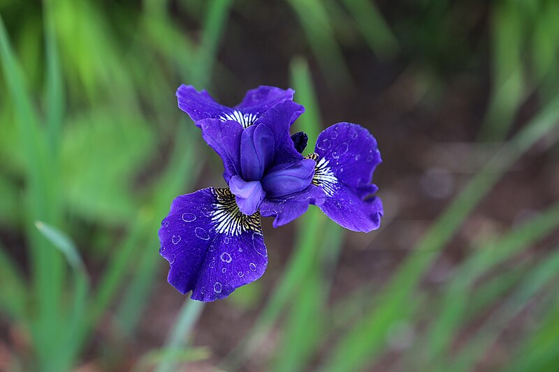 File:.00 7973 Verschiedenfarbige Schwertlilie (Iris versicolor).jpg