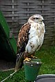 Buteo regalis (cat.)