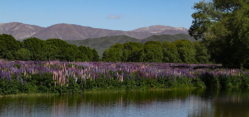 File:Lupins 4 (31287687212).jpg