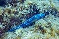 * Nomination Dusky grouper (Epinephelus marginatus), Cabo de Palos, Spain --Poco a poco 14:09, 14 June 2023 (UTC) * Promotion  Support Good quality. --Ermell 20:43, 14 June 2023 (UTC)