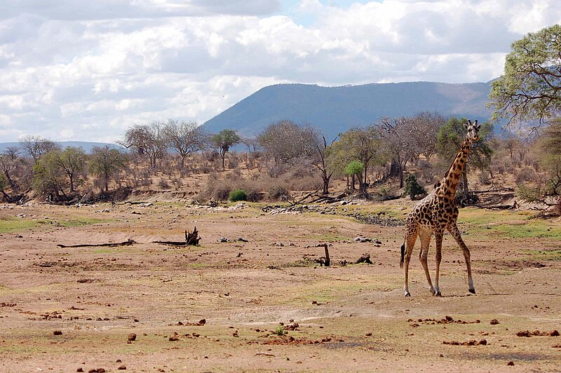 File:Dry Great Ruaha River and.jpg