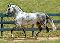 A gray horse will typically gray out unevenly, starting with head and the sides. Most will have a dark mane and tail for a long time, while some will have white mane and tail from early on.