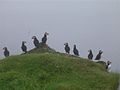 Stora dimun puffins colony