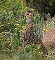 Scleroptila afra (cat.)