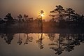 * Nomination Ķemeri National park --Papuass 09:20, 3 May 2019 (UTC) * Promotion  Support IMHO good quality, even if this kind of picture is a bit uncommon in QI nominations ;–). The purpose was to show the sunrise behind the tree silhouettes with the morning fog over the water, and this was achieved very well. Catches the atmosphere very well. --Aristeas 13:49, 3 May 2019 (UTC)  Comment - This might be worth a nomination at FPC, though I don't know how it would be received; the right side might be considered too dark, for one thing. -- Ikan Kekek 07:34, 4 May 2019 (UTC)