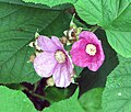 Rubus odoratus