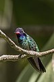 * Nomination White-eared hummingbird (Basilinna leucotis leucotis) male --Charlesjsharp 20:00, 5 April 2023 (UTC) * Promotion Good quality. --Imehling 16:22, 12 April 2023 (UTC)