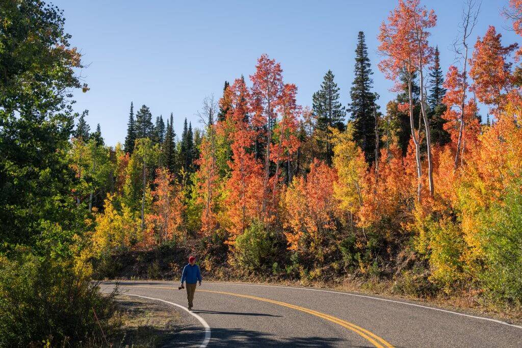 A man walking on the shoulder of a road lined with trees with red, yellow and orange leaves.