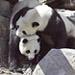 Panda Love