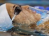 APTOPIX China World-Swimming-Championships