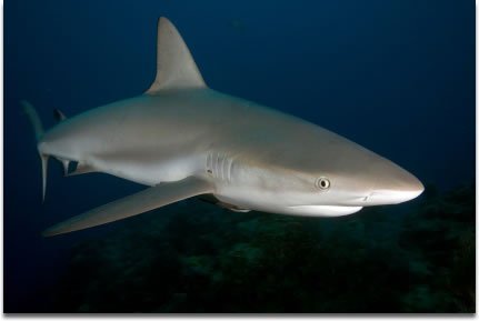 Image of Caribbean Reef Shark - Carcharhinus perezi - shot in the Northern Bahamas.