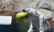 bear-eating-watermelon