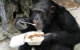 Американский суд отказал шимпанзе в человеческих правах