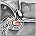 Endocrine Glands