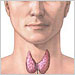 Thyroid Gland