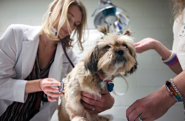 Erica Moore examined Akyra, a shih tzu, in August before the dog was enrolled in Penn Vet’s canine mammary tumor program. She had surgery there.