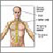 Central Nervous System and Peripheral Nervous System