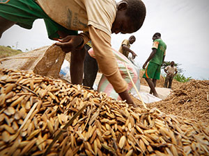 Men harvest rice in a rice field in Nanan, Yamoussoukro September 27, 2014. Caption|REUTERS/Thierry Gouegnon