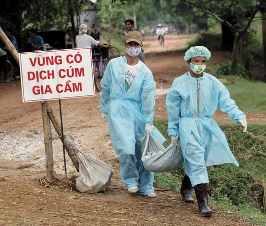 bird flu: veterinarians in Bac Giang province, Vietnam