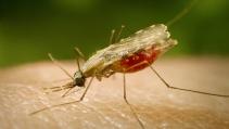 Malaria konnte in Tansania stark zurückgedrängt werden. Und auch andere Infektionskrankheiten sind auf dem Rückzug. (Quelle: Imago)