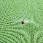 In Brasilien wird Soja in grossen Mengen angebaut. Im Bild: Soja-Ernte im Staat Mato Grosso.