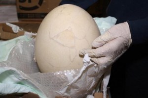 Prehistoric egg thought to be from the 'bird elephant' of Madagascar. (Supplied - Agenzia Delle Dogane e Dei Monopoli)