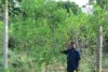 Sandalwood tree in Australian assisted Vanuatu forestry project with forestry researcher Joseph Tungeon