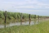 Waterlogged cane fields in the Bundaberg region. 