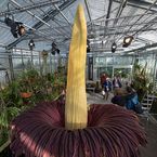 Die riesige Blüte wird am Montag, 29. September 2014, von Besuchern des Botanischen Gartens bestaunt.