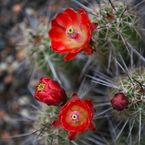 Das Kakteengewächs Echinocereus, eine der stachligen Preziosen