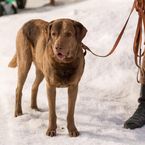 Obwohl die allermeisten Hunde ein untadeliges Leben führen, müssen alle Hundehalter mit jedem Hund Kurse absolvieren.