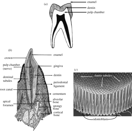 Figure 28