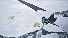 Белая медведица с медвежонком в районе архипелага Земля Франца Иосифа в Баренцевом море