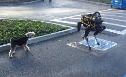 ロボット犬　生きた犬と闘う