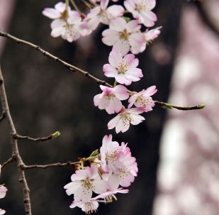 桜、スキーそして各種イベントがロシア人旅行客を日本へと招く