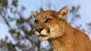 Cougar (Credit: Alamy)