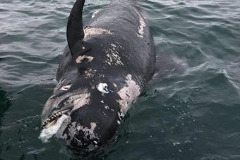 A whale is on its side after becoming beached.